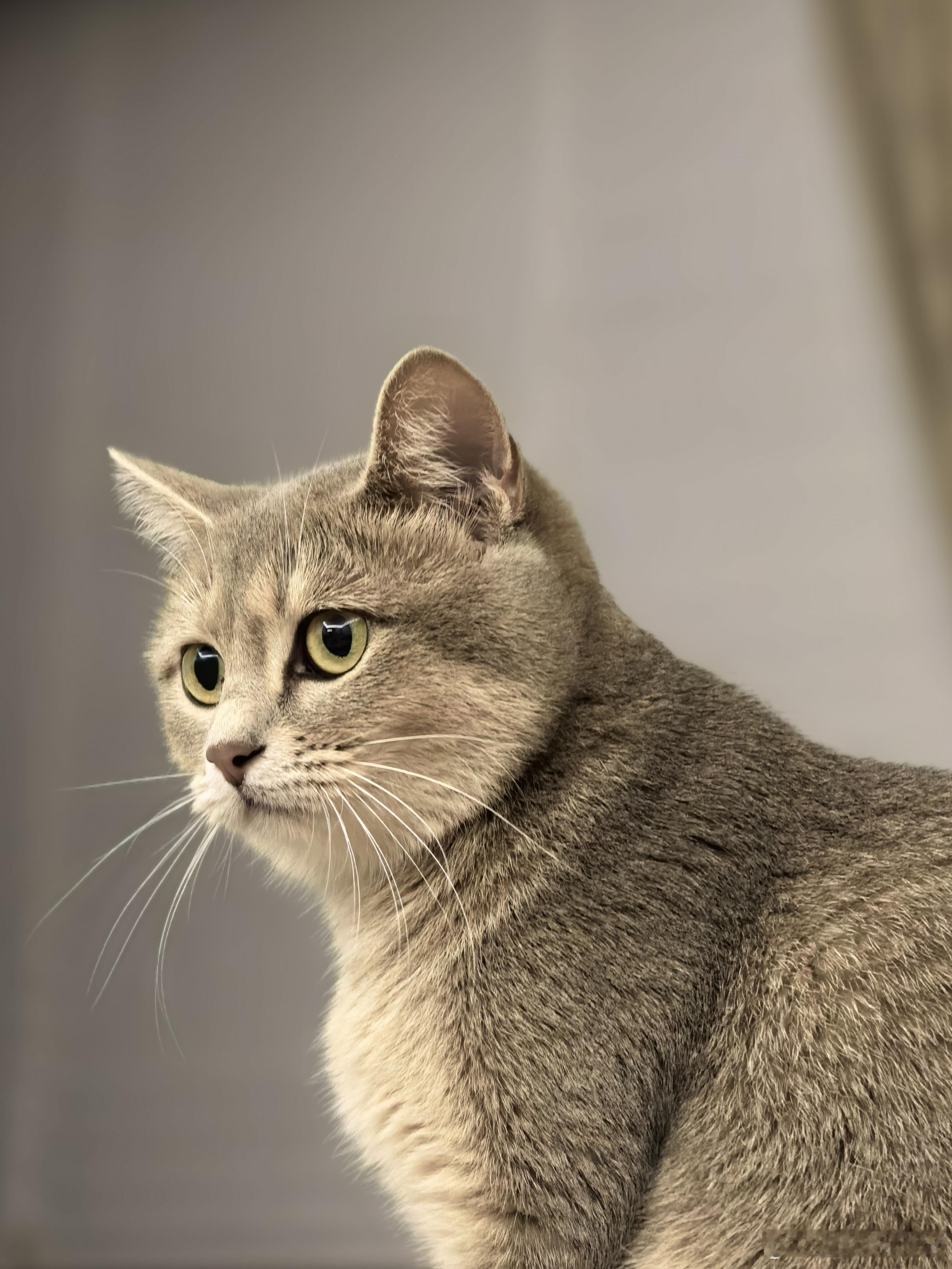 猫狗对峙[哈哈] ​​​