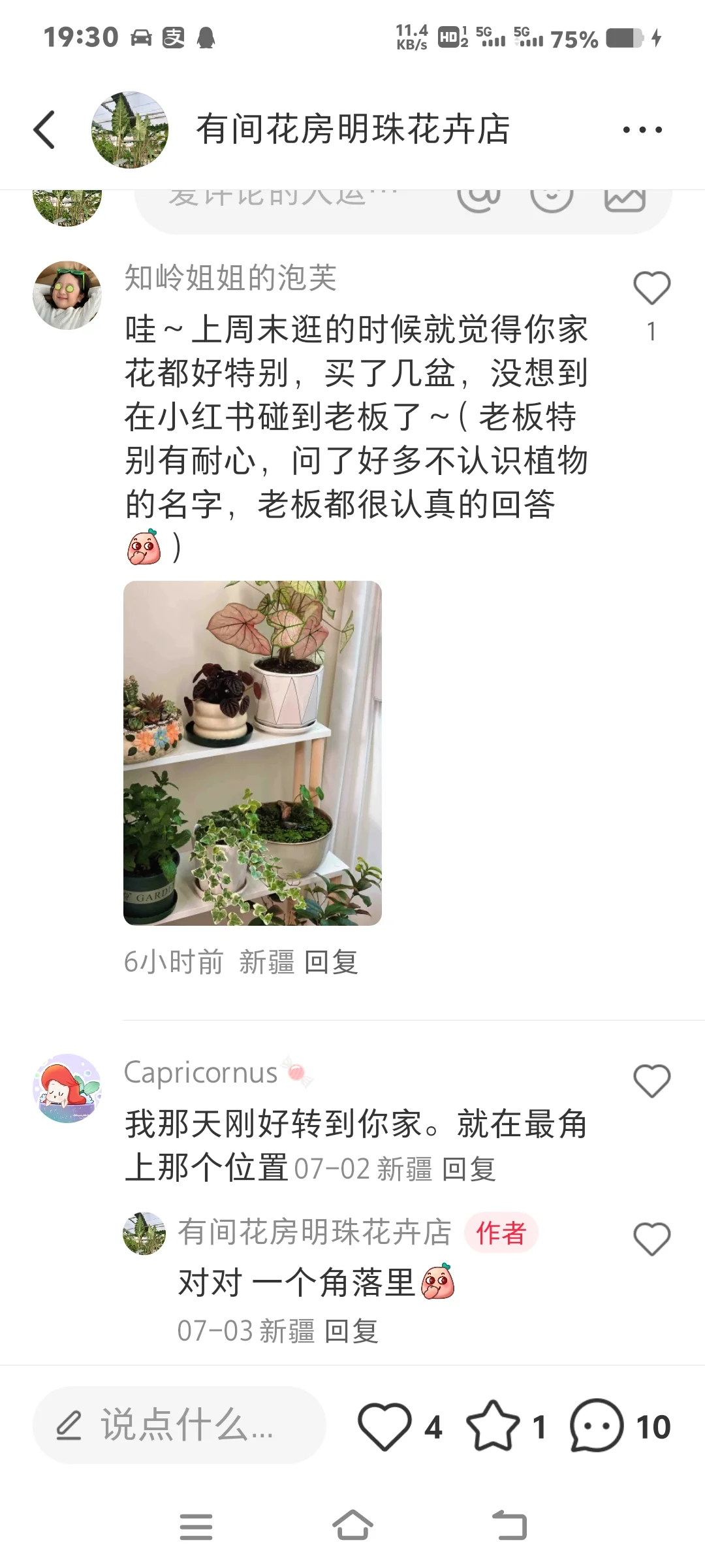 网红绿植💌彩叶芋💌乌鲁木齐盆栽