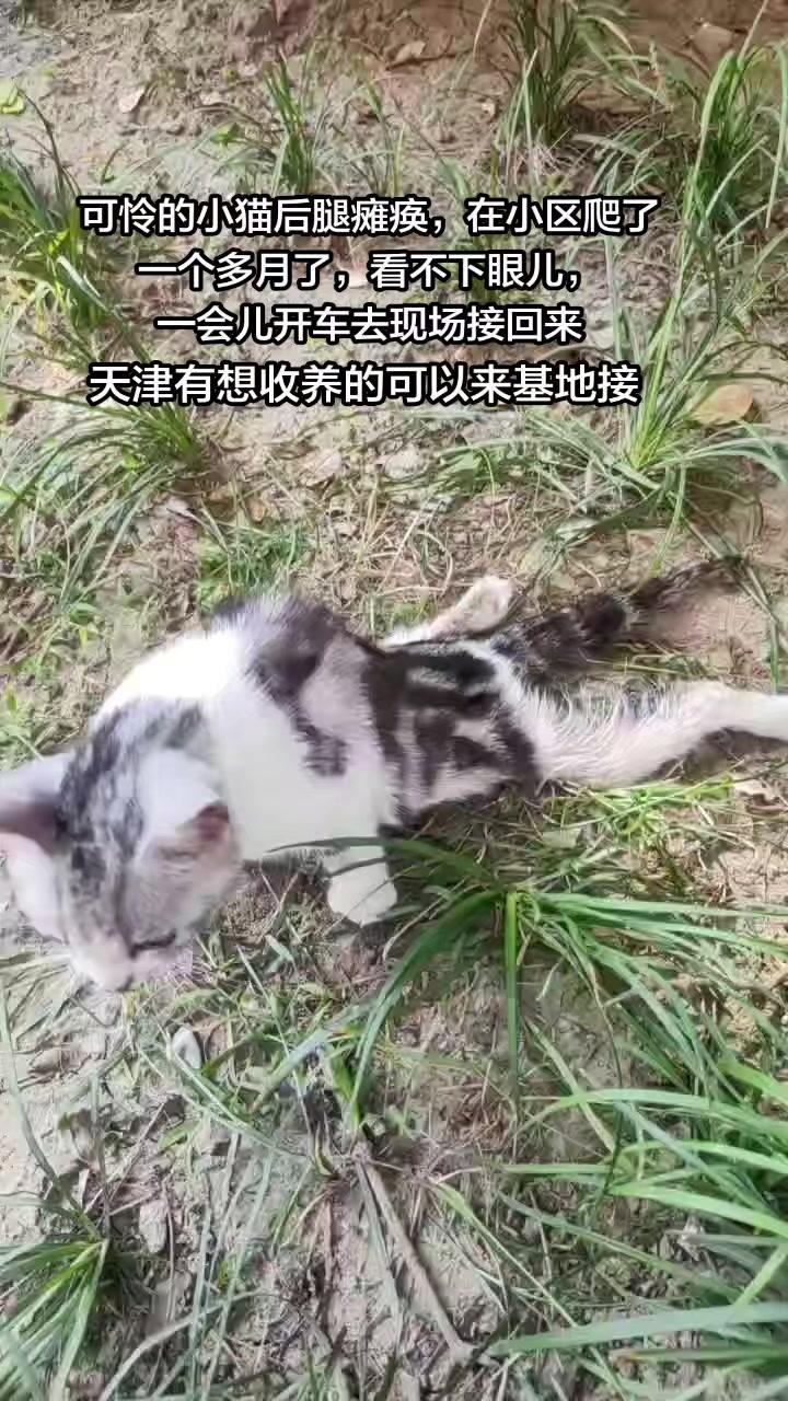 🥺路边发现一只后腿瘫痪的小猫，听路人说它在这里待了很久，天越来越冷，很担心它熬
