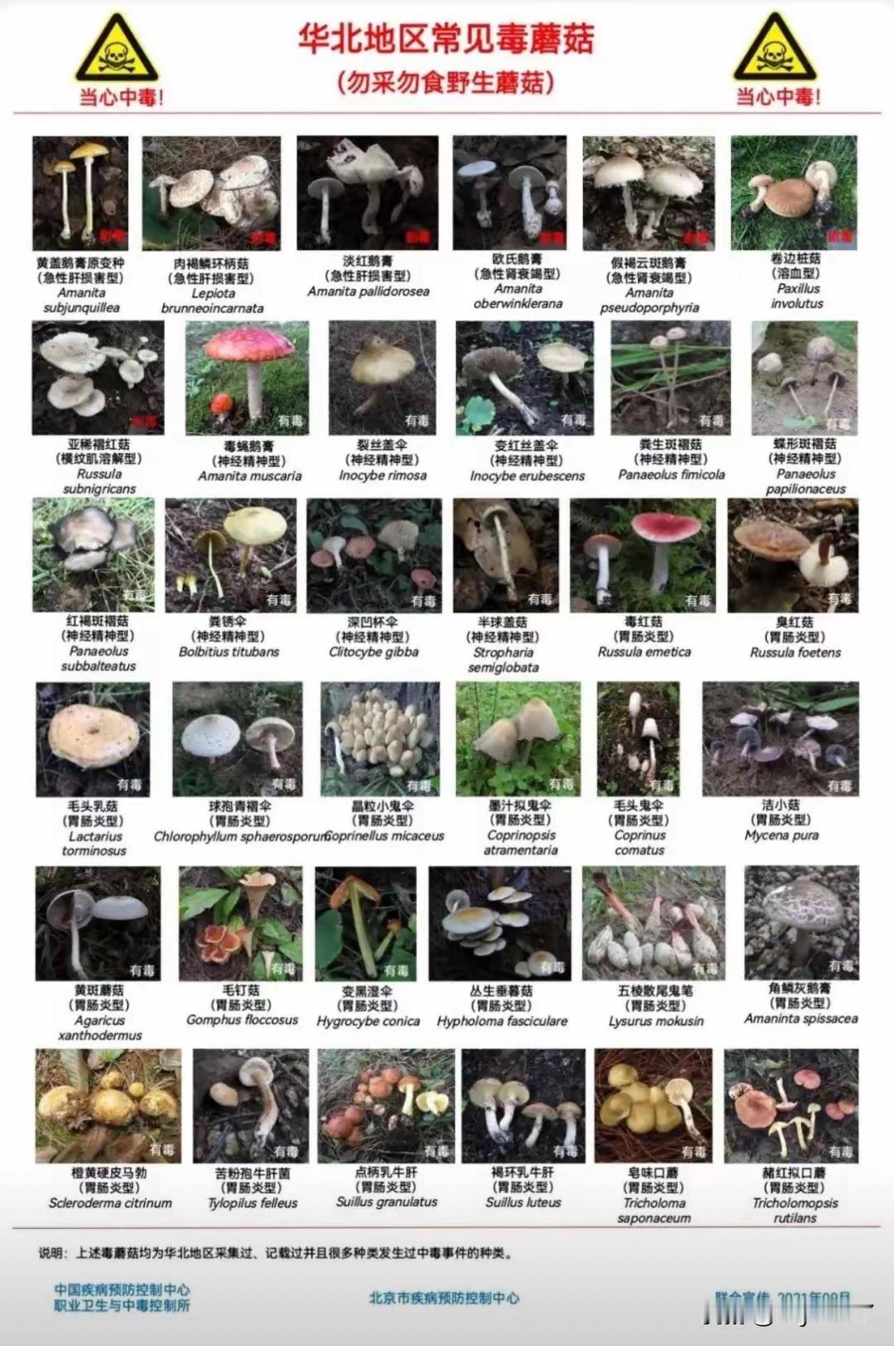 雨后大量出现！别摘、别买、别吃，可致多器官衰竭

自“七下八上”主汛期拉开帷幕以