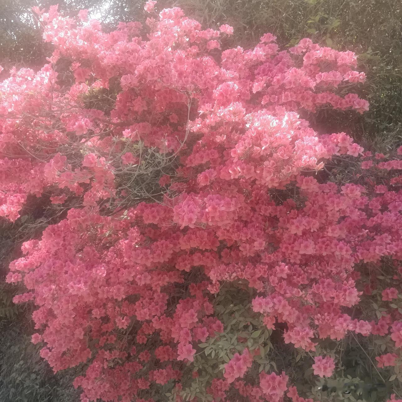 春日生活打卡季来自大别山的馈赠，到处都是盛开的杜鹃花。