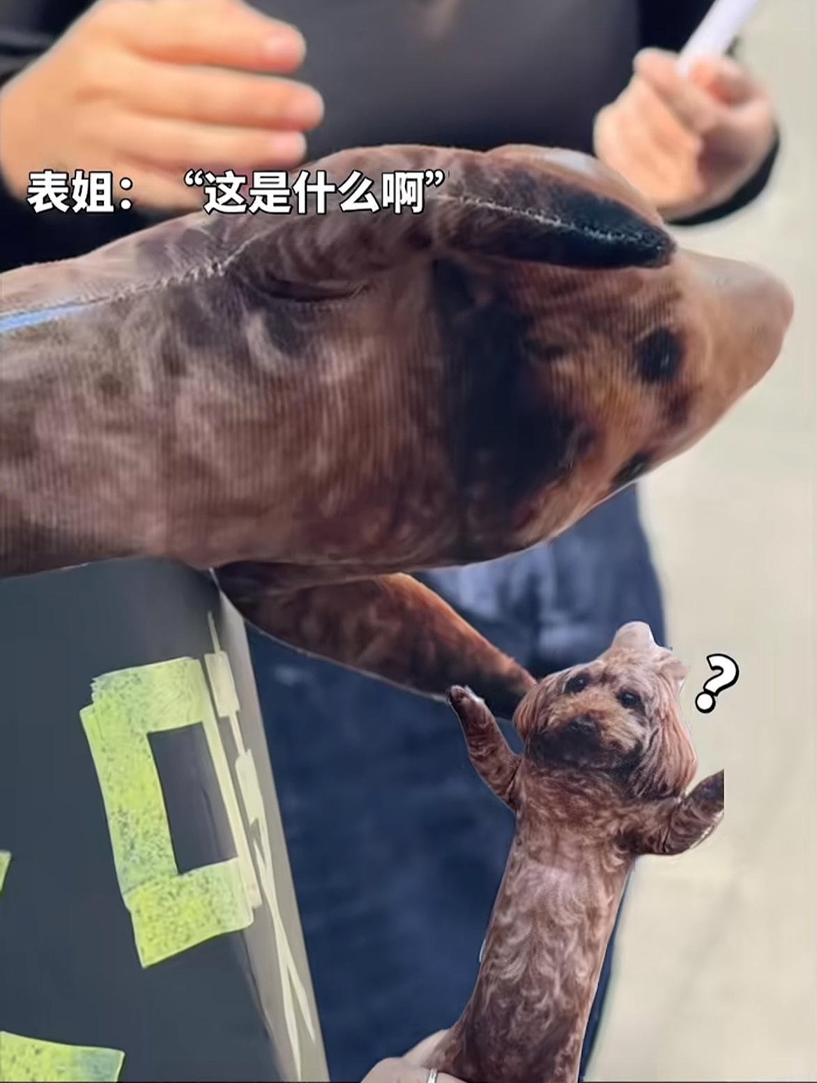 表姐：这是什么啊piupiu：你不认识大明湖畔的piupiu了吗 
