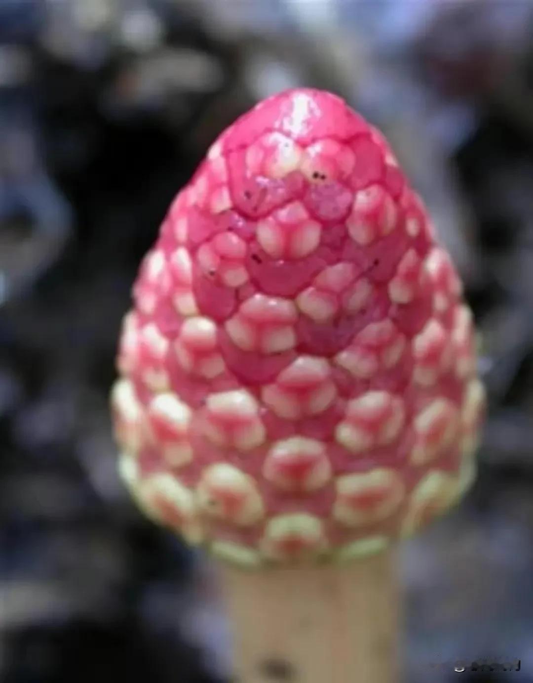 花开如梦，妙不可言。时光无声予深情，岁月悄然又缝花