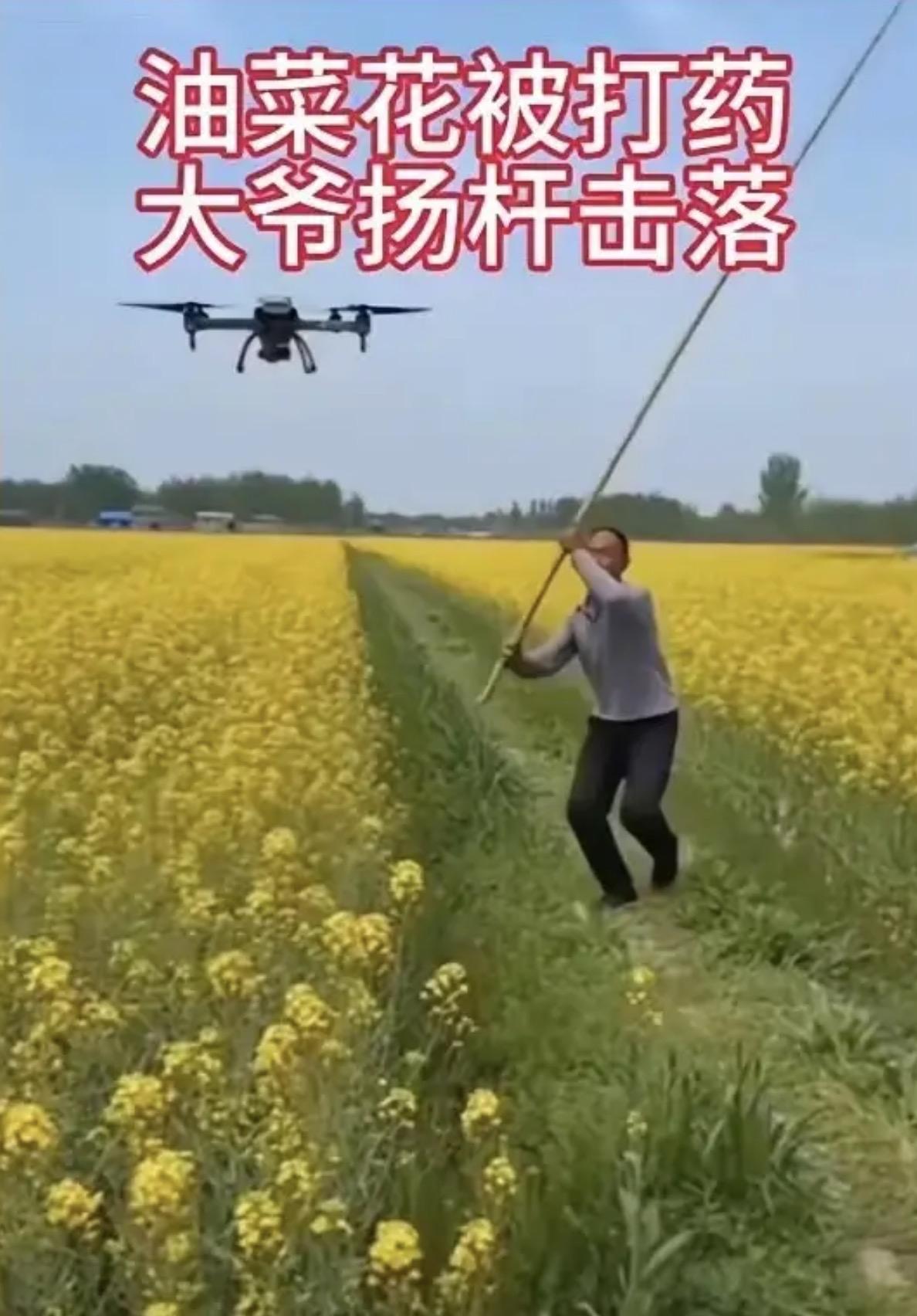 大爷真不是蛮干，油菜花盛花期无人机直接喷药，换谁都急眼！

种了一辈子油菜的老人