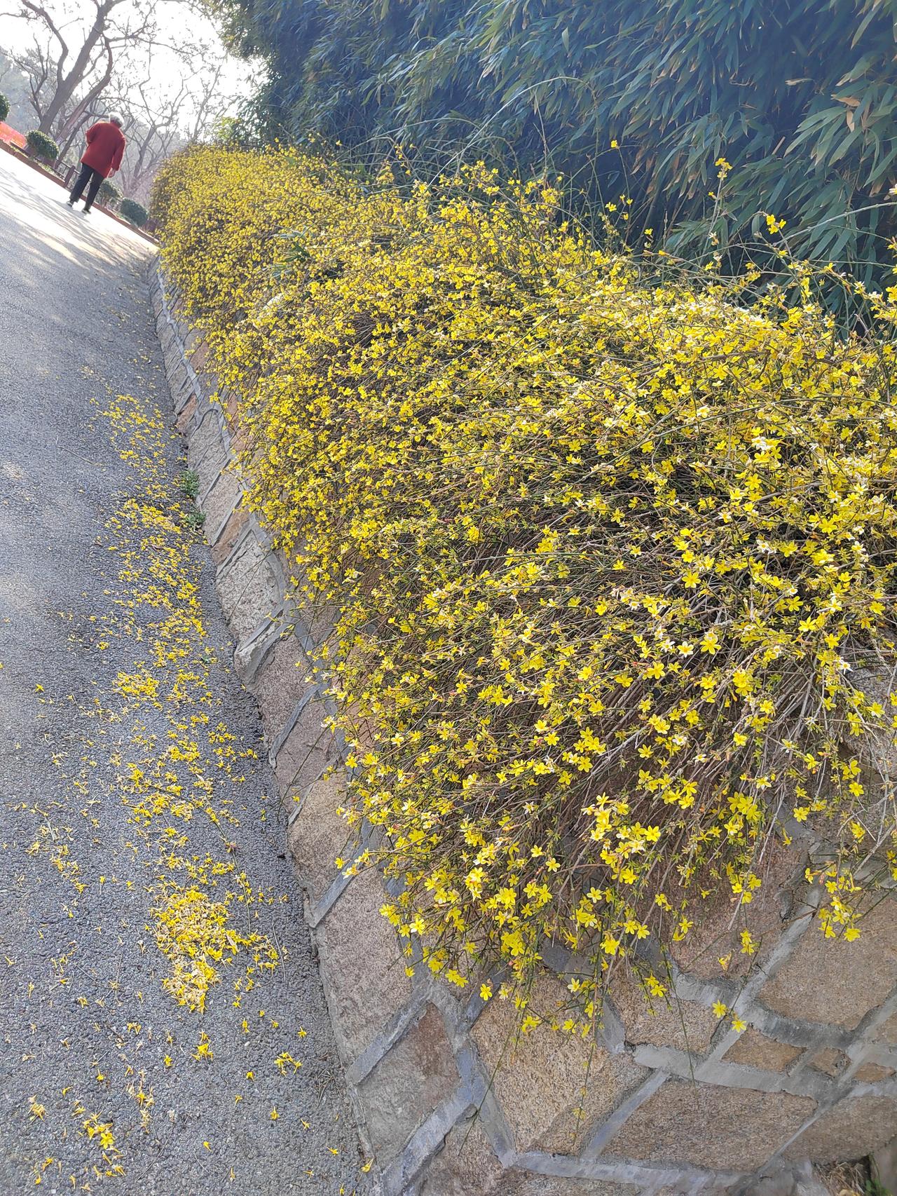 春日里你会最喜欢哪种花？春天的花儿，按时序轮流、循环、接连不断地开放，一波接一波