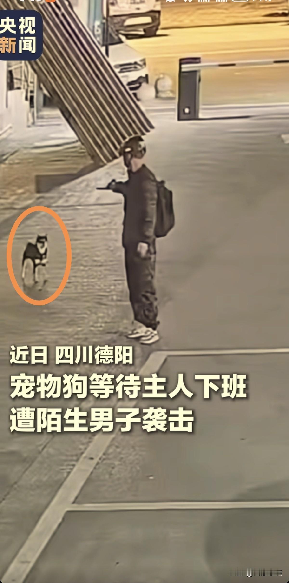 好消息，四川拿弩箭射中柴犬得男子已被抓！坏消息，被掳走的柴犬几经转手，暂时没有找