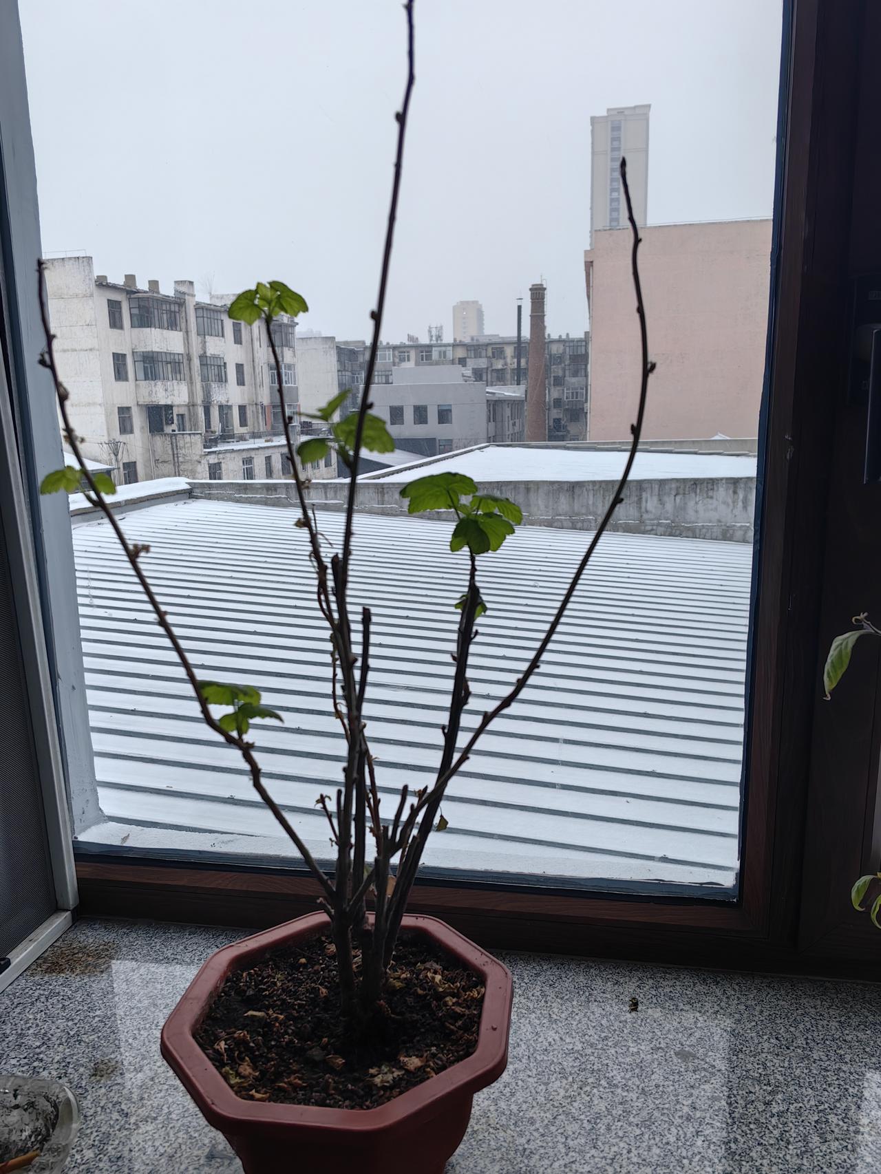 今年冬天的不同欣欣向荣的冬天。春天花会开。