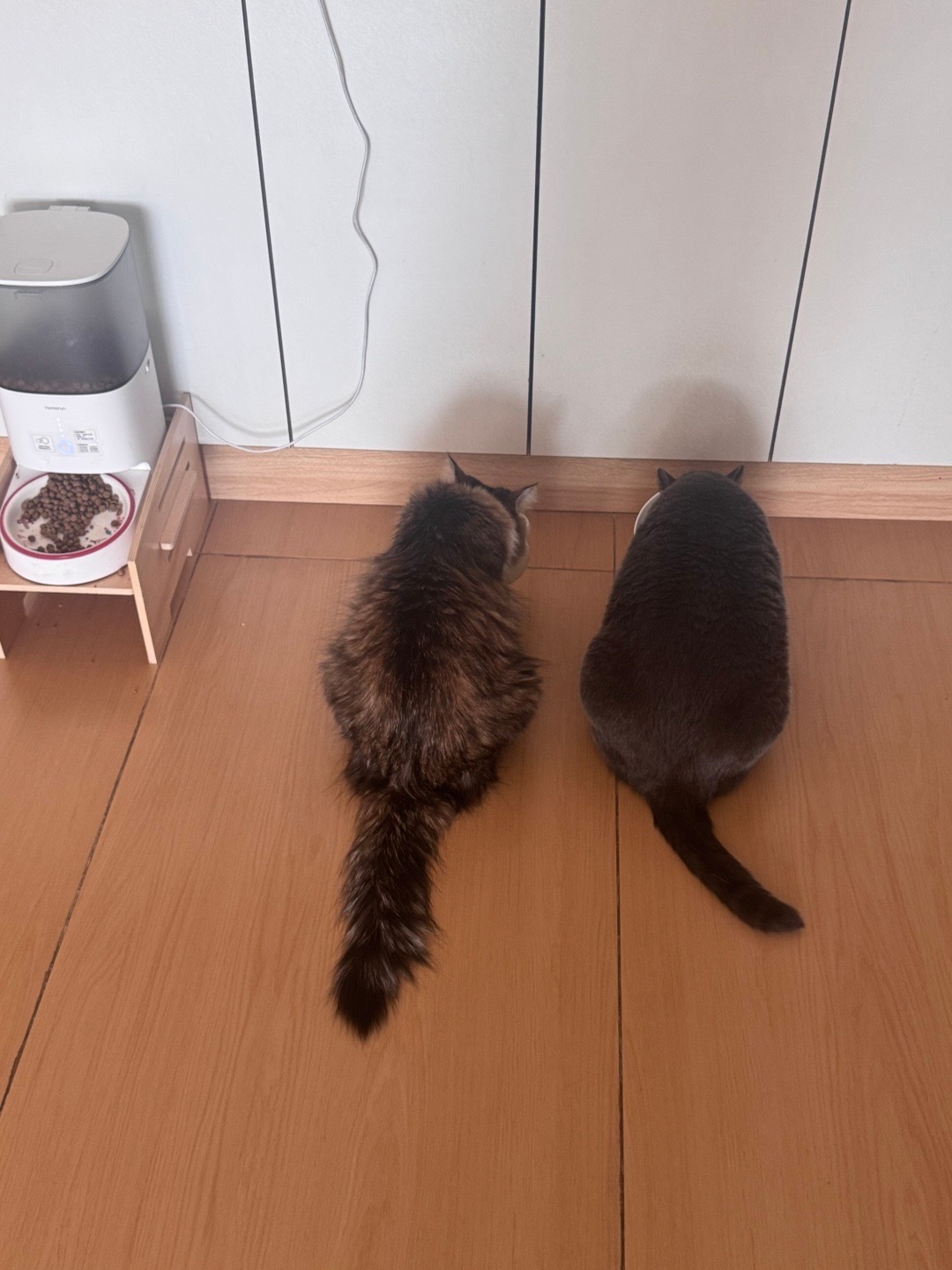 整齐吃饭喵快看呀这是我的小猫