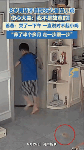 笑不活了！河南新乡一小男孩踩死自己养了半个月的小鸡，哭到扯着爸爸喊“对不起”，最