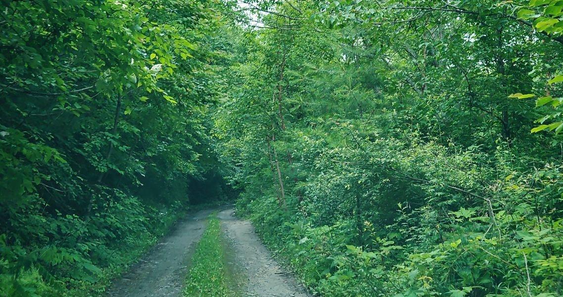 0元玩转这座城穿越原始森林，探秘无人区，非铺装道路只能越野车通过，满眼都是绿野仙