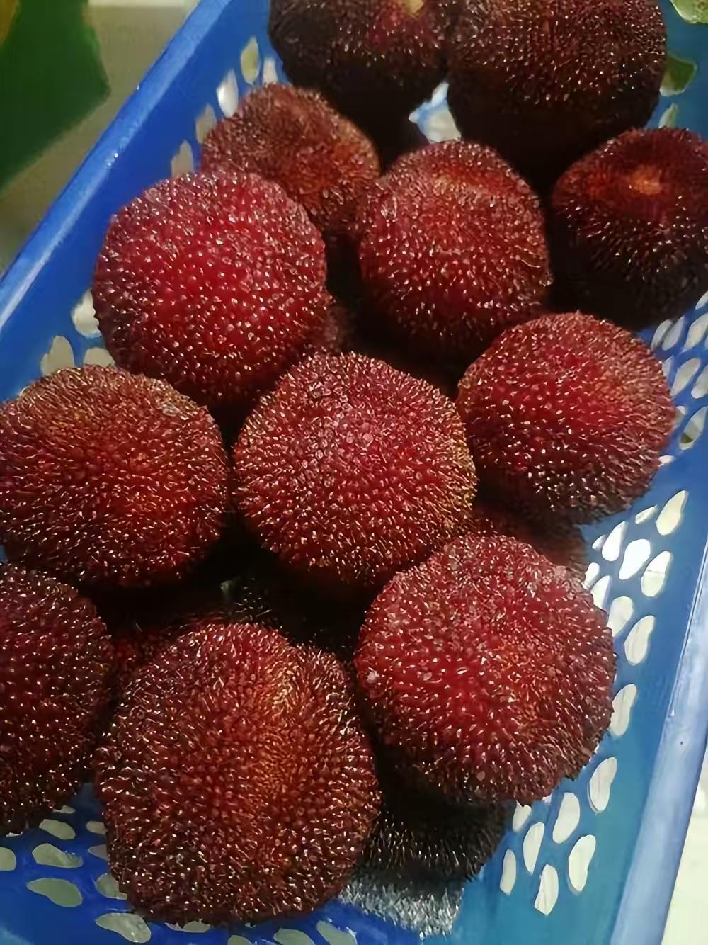 今天上午到超市看到了还有杨梅再卖，紫红色，有的还带着绿叶，看着很新鲜的样子。
杨