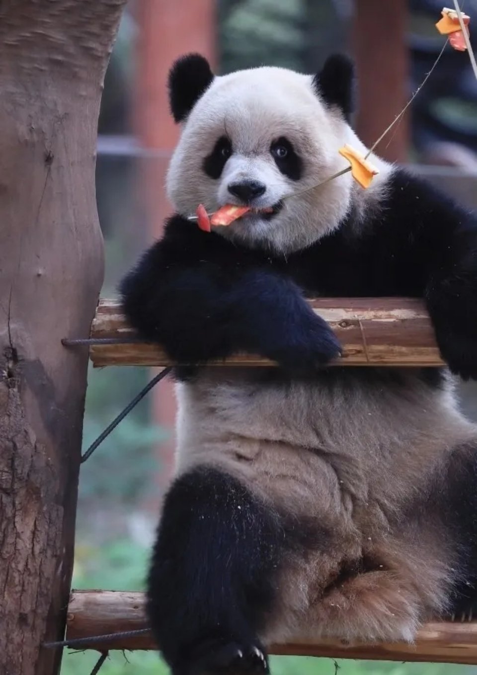 奶凶奶凶的熊猫渝爱 ​​​