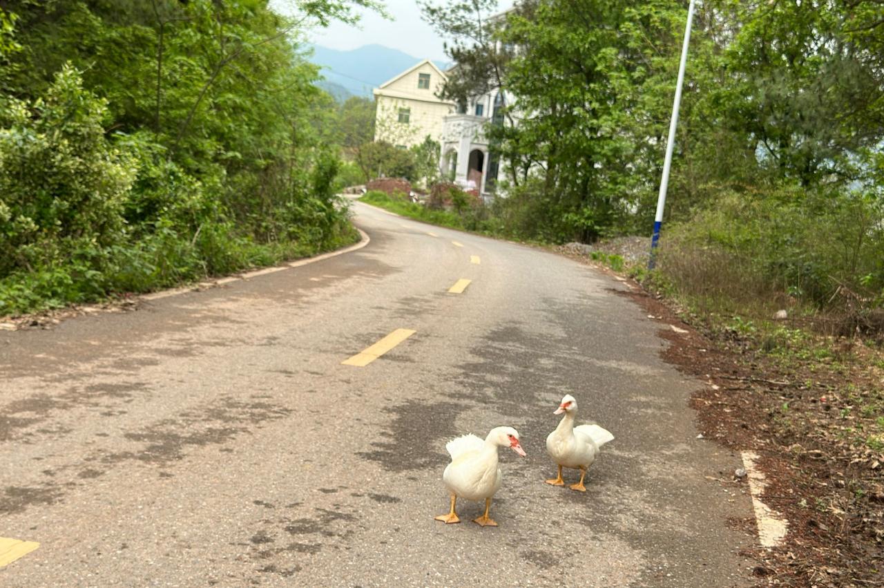 买鸭子。
来到农贸市场一家专营土鸡土鸭和鸽子的小店。

问他土鸭的来路，说是从浙