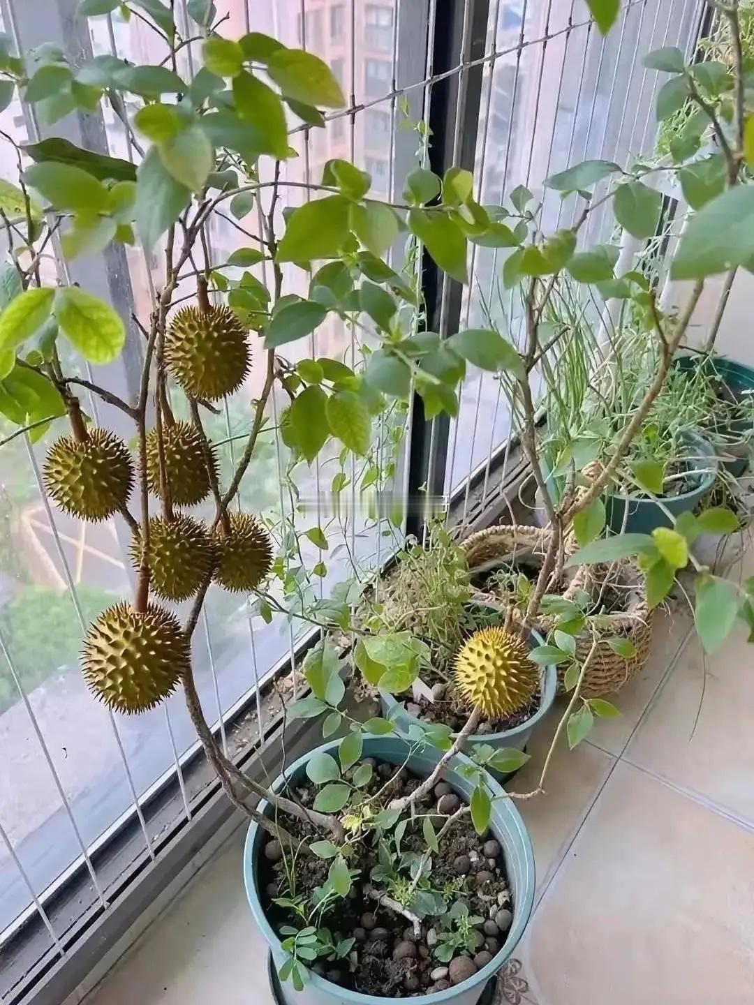 这榴莲能开几房，狠狠的期待… ​​​