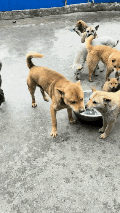 一窝奶狗独苗公狗：在姐妹堆里站都站不稳

萌宠搞笑日常 独苗小公狗 奶狗团子