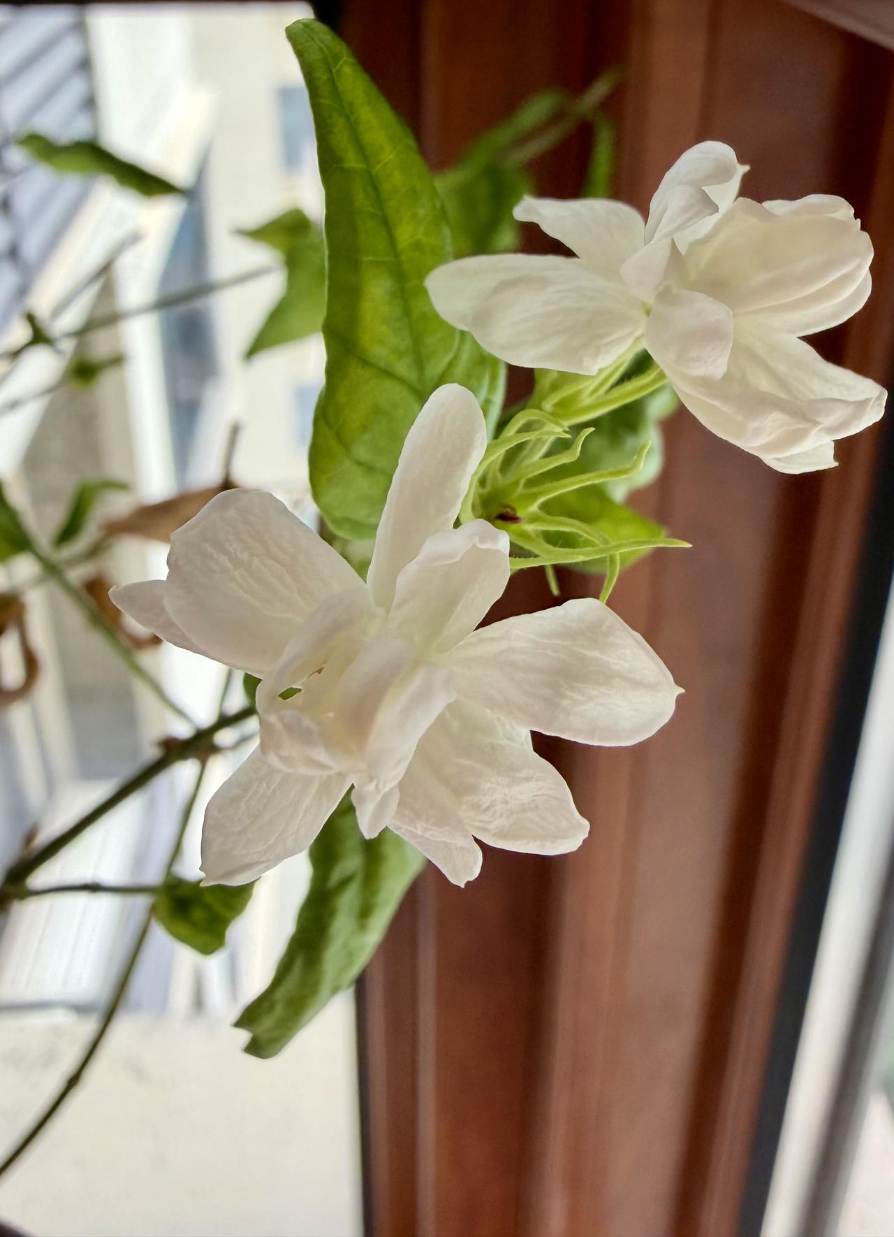 香气扑鼻的茉莉花有喜欢的花友吗?“香浮茉莉笑花头”，阳台上的茉莉又开了，素雅洁白