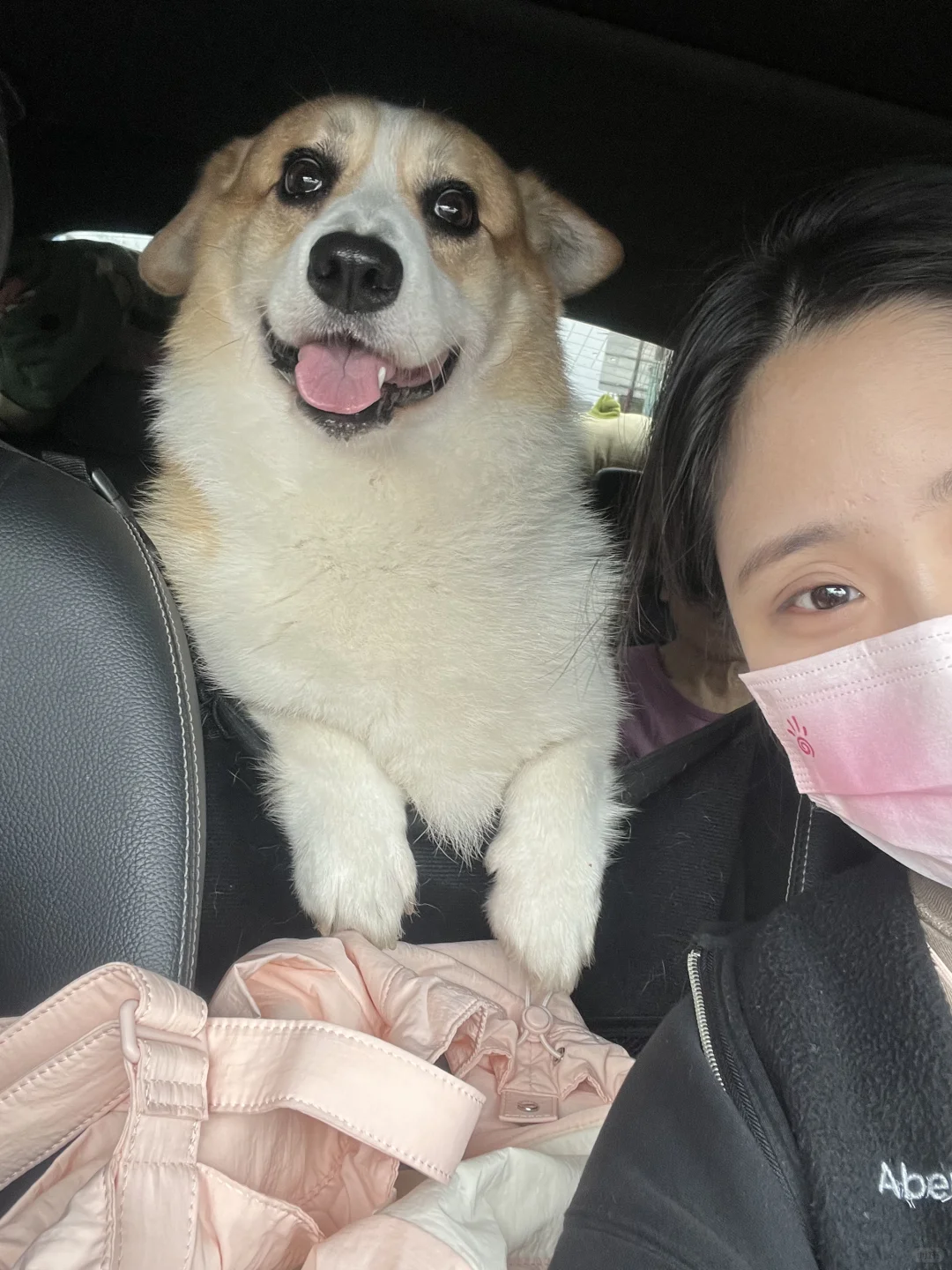 在英国玩了十天都没看到一只柯基