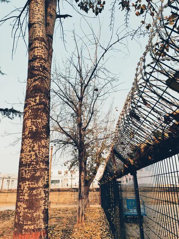 随手拍总能捕捉到生活中那些稍纵即逝的美好。就像有人分享的照片，某一天傍晚散步，回