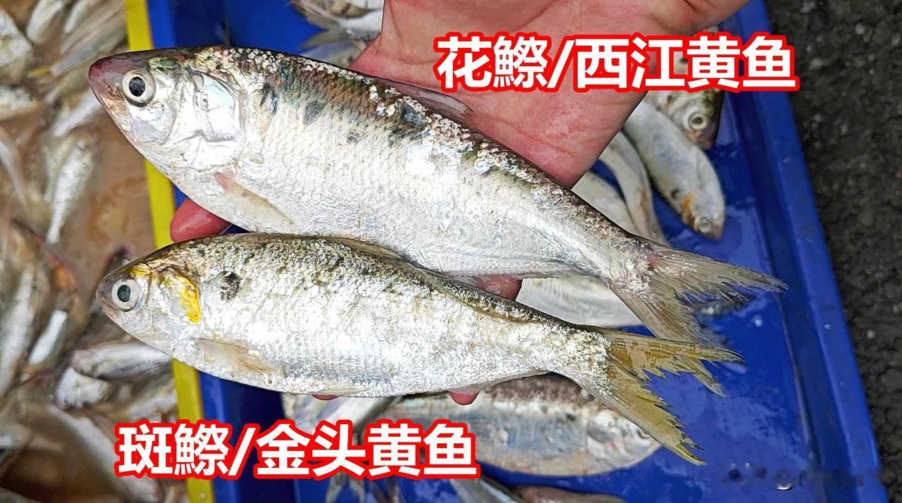 你喜欢哪种黄鱼？

两种黄鱼同框。上正名花鰶，身侧多个斑点，偏淡水/咸淡水，纯淡