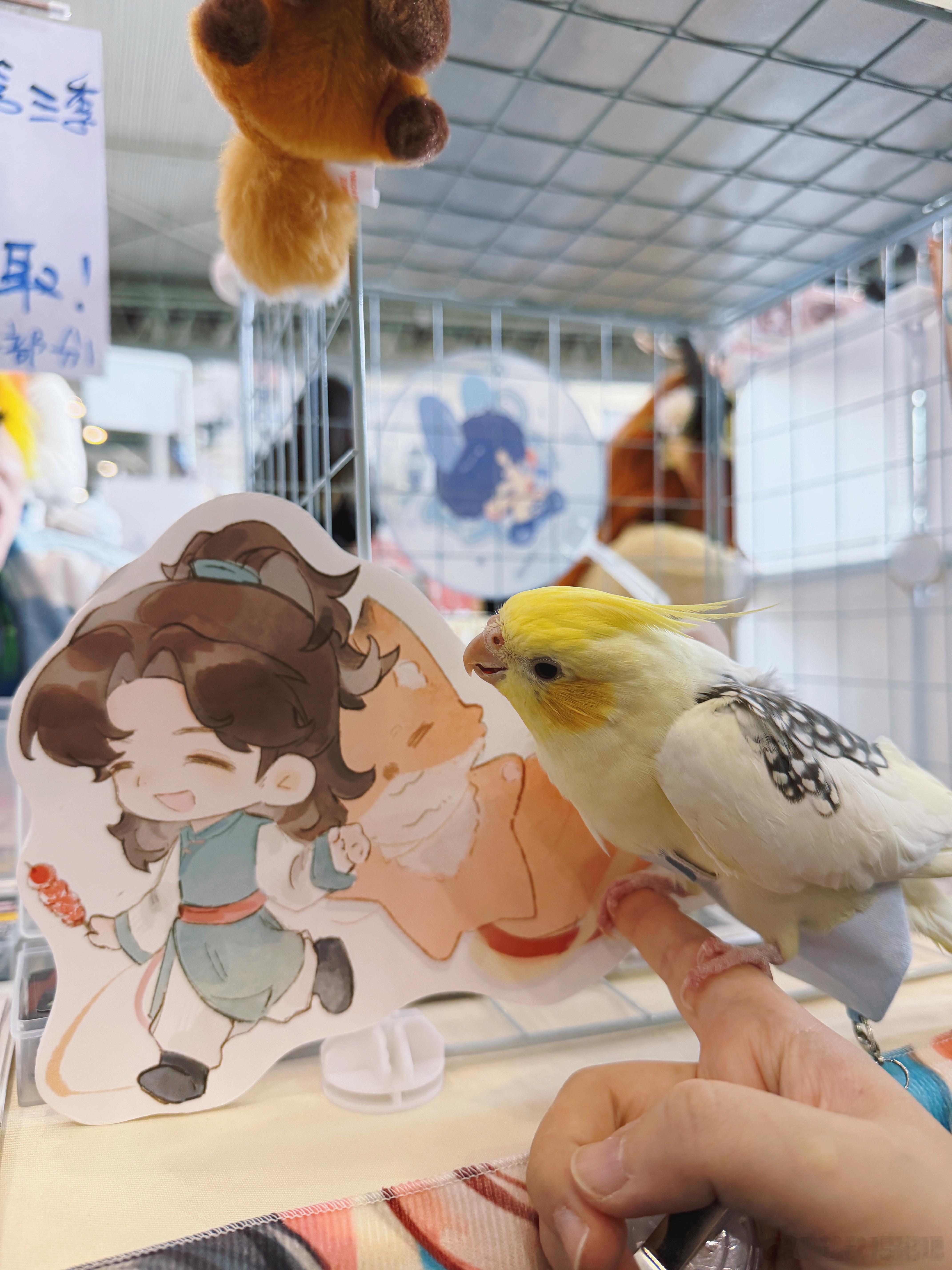 跟蓝师一起逛了CD！一进场直奔娴嬤摊打卡……！带着之之一起去，小鸟也一路被集邮（