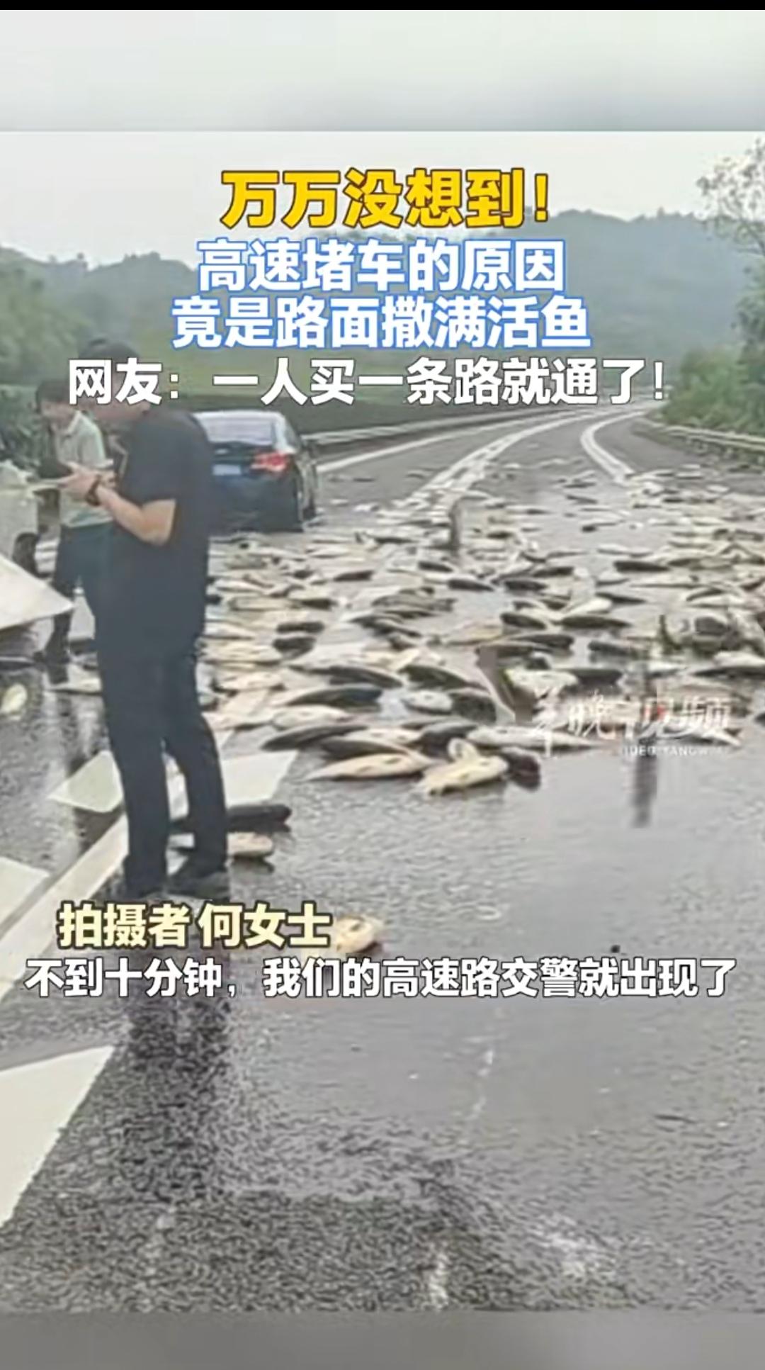 高速路变“鱼塘”！活鱼撒了一地，交警忙坏了
 
10月2日的高速路上，突然乱成了