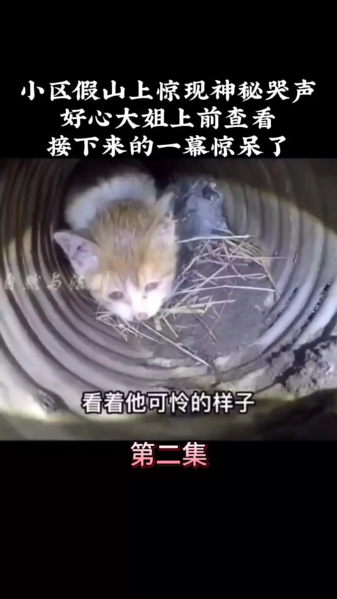 动物世界 动物的迷惑行为 我的观影报告