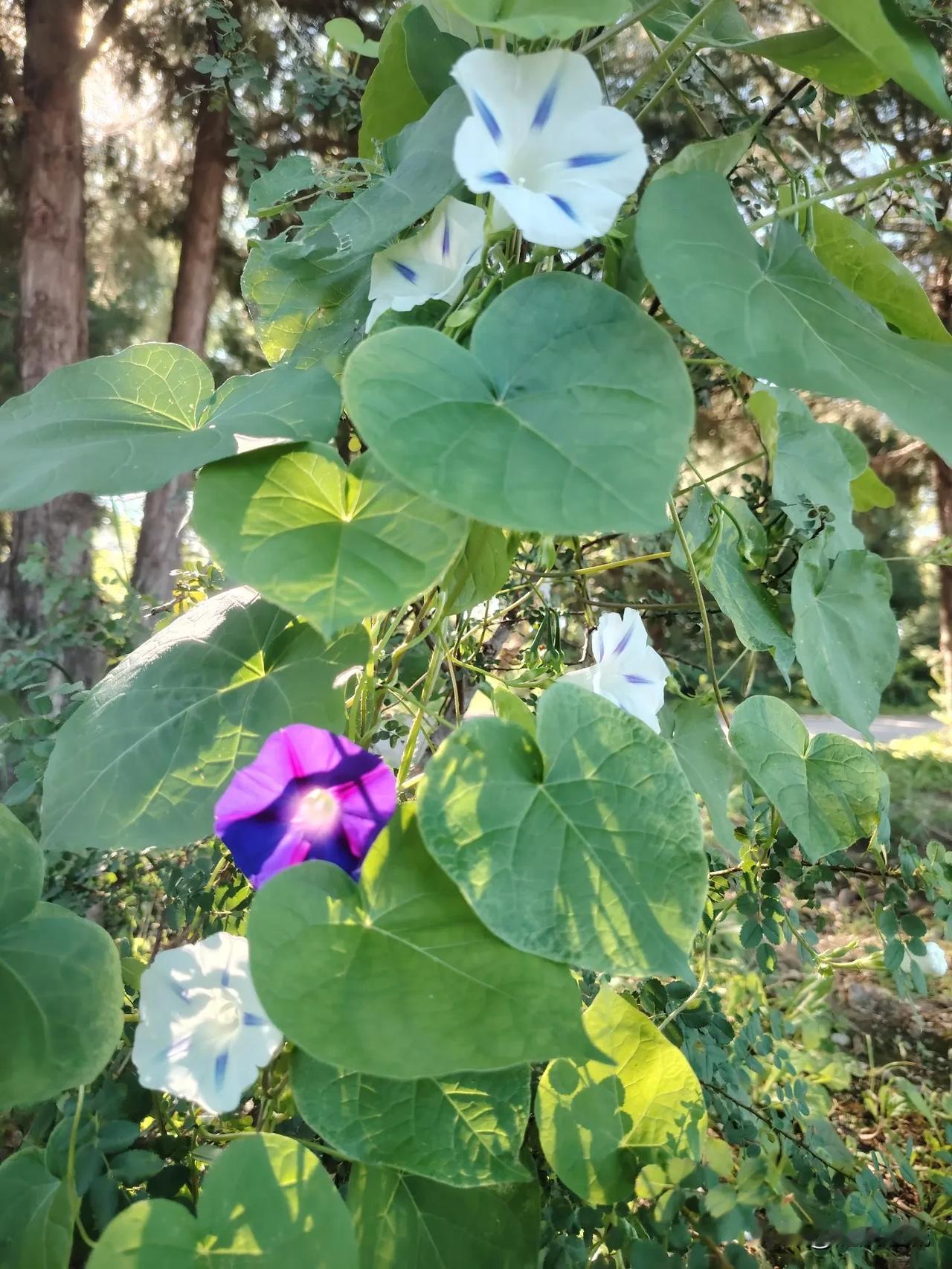小小几朵牵牛花，自染几抹媚。
随笔 日记