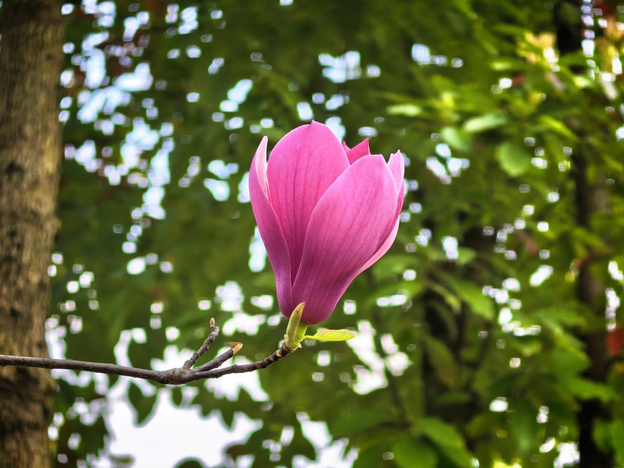从2月7日到今天，头条收益一直是0。

明明心里还惦记着，却总用上班忙当借口，一