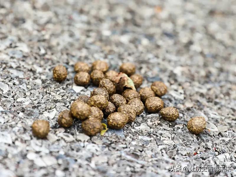 女生嫁不出去？不要整天对着美颜和化妆的自己，要把自己拉的屎拍下来每天看三次。