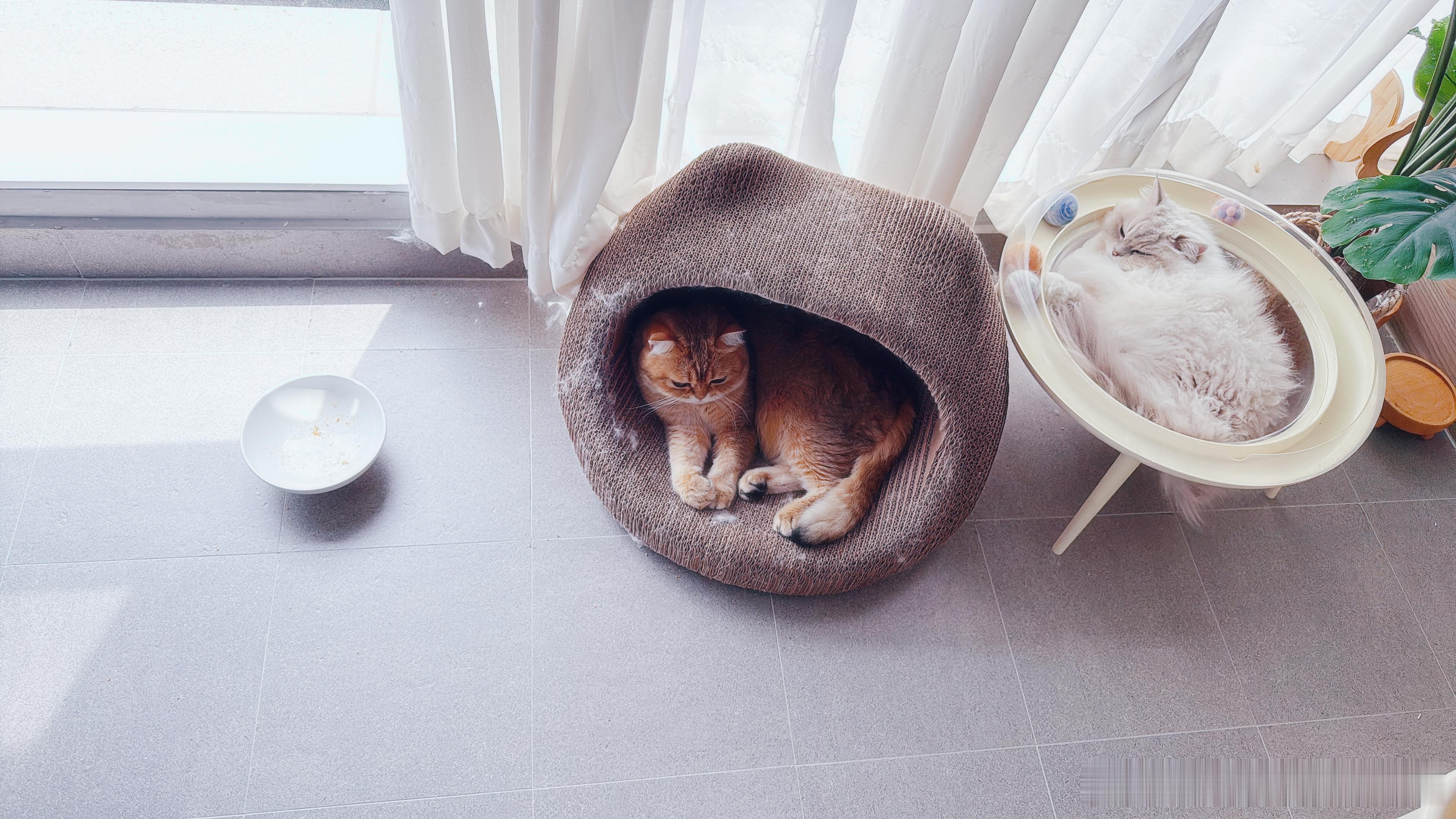 这个猫窝还挺粘毛的。 ​​​