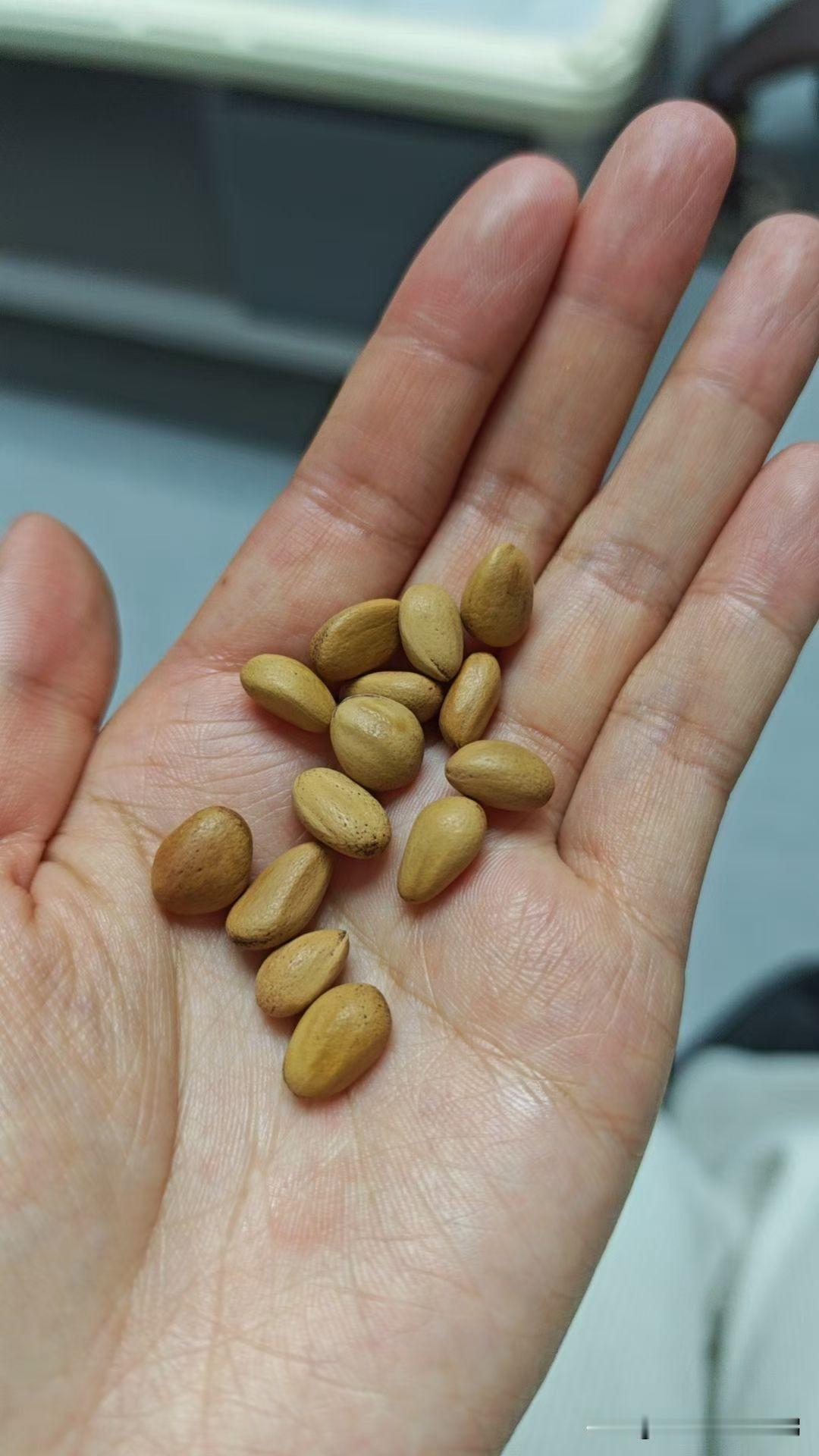 炒松子，味道不错！！！