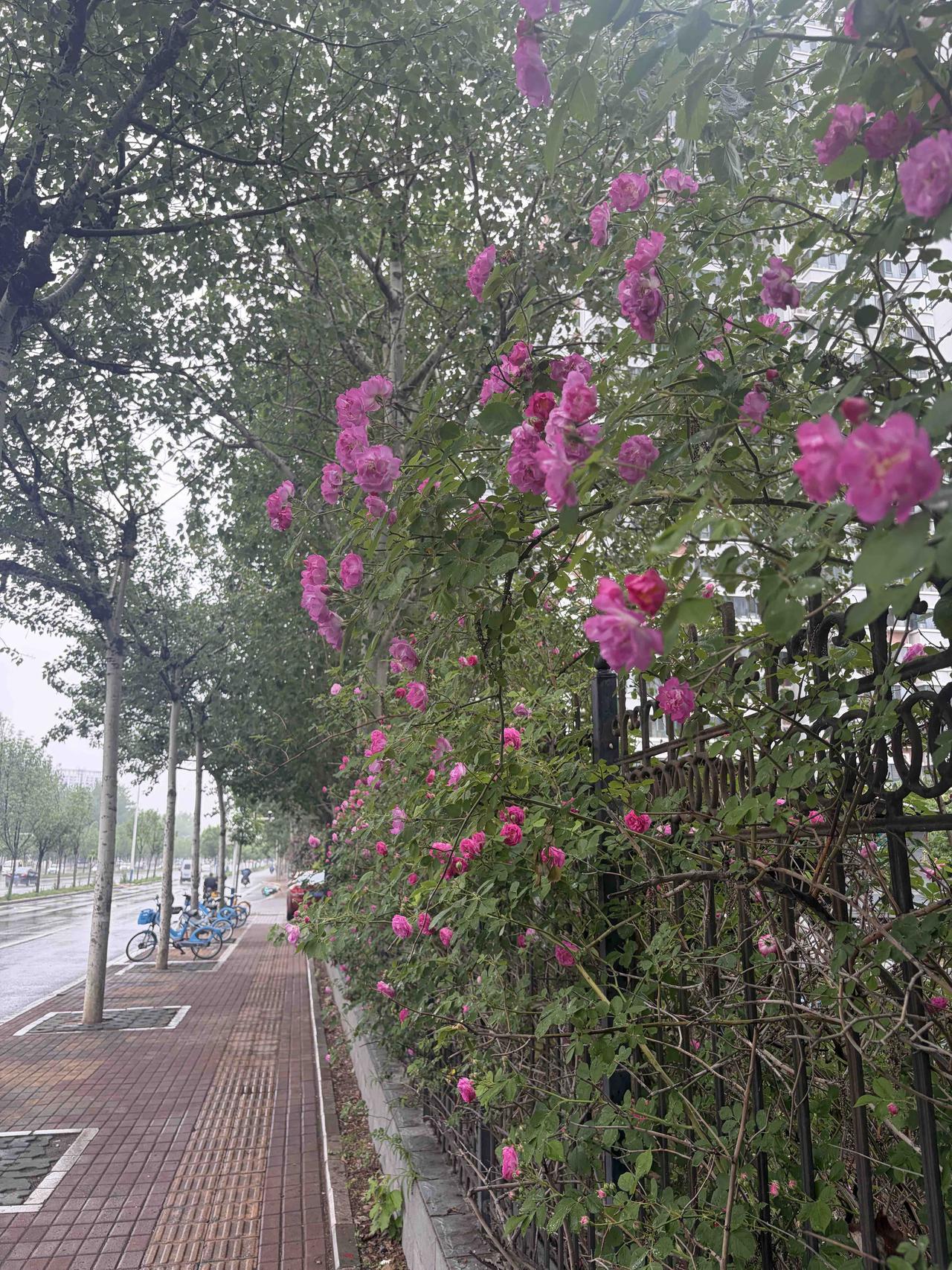 篱笆墙下开蔷薇，
年年绽放秀成堆。
不与百花争春色，
只为世上来一回。
你我人生