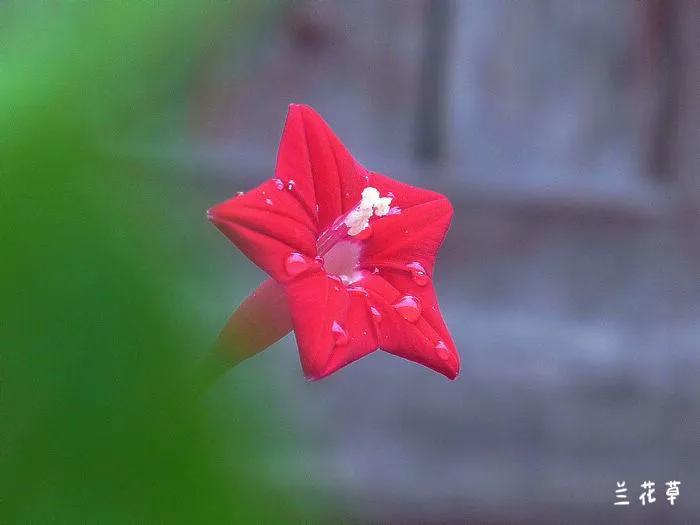 茑萝，茑萝。
松下相机拍摄于自家小花园。