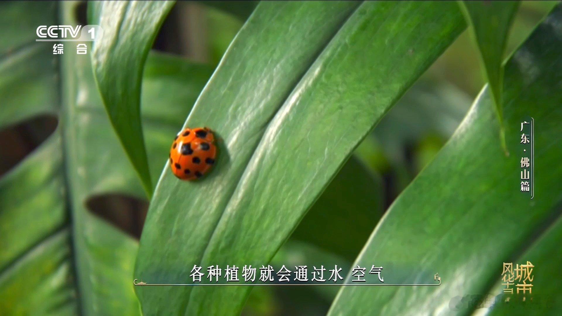 金毛狗是一种植物佛山在荒山种1000多万株树以千万株林木修复荒山生态，依托林间阴