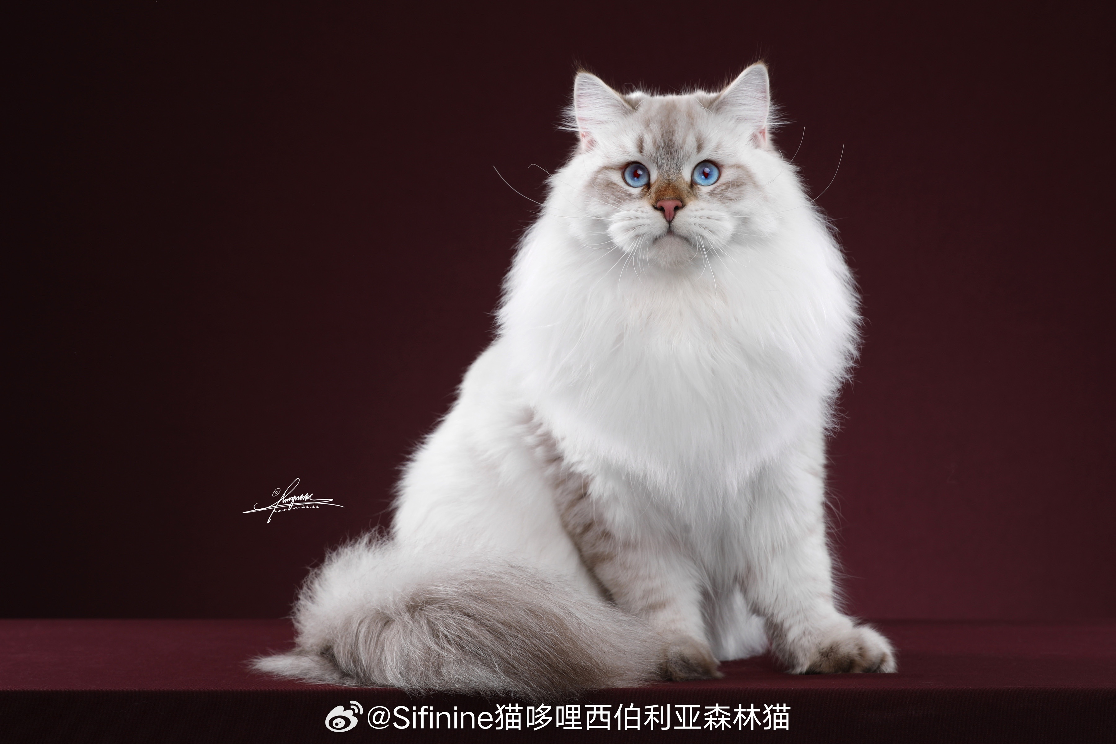 一年半了，大懒猫猫舍终于可以更新置顶啦其实也不是懒啦，是把更多的时间放在线下，除