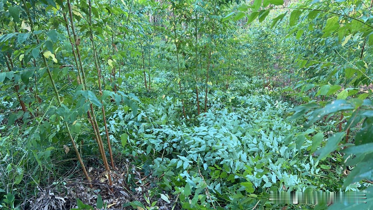 长现在这么大，先留3.4颗怎么样？

如何正确操作（“减支”技术要点）：
• 修