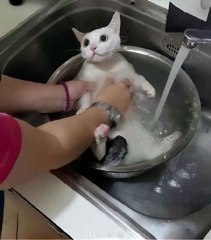 麻麻，今天的晚餐不会是我吧？ ​​​