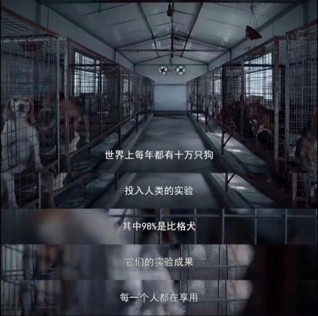 看到一句话“幸运的小比被人类原谅，不幸的小比原谅人类”[泪]我呜呜呜呜呜呜呜呜呜