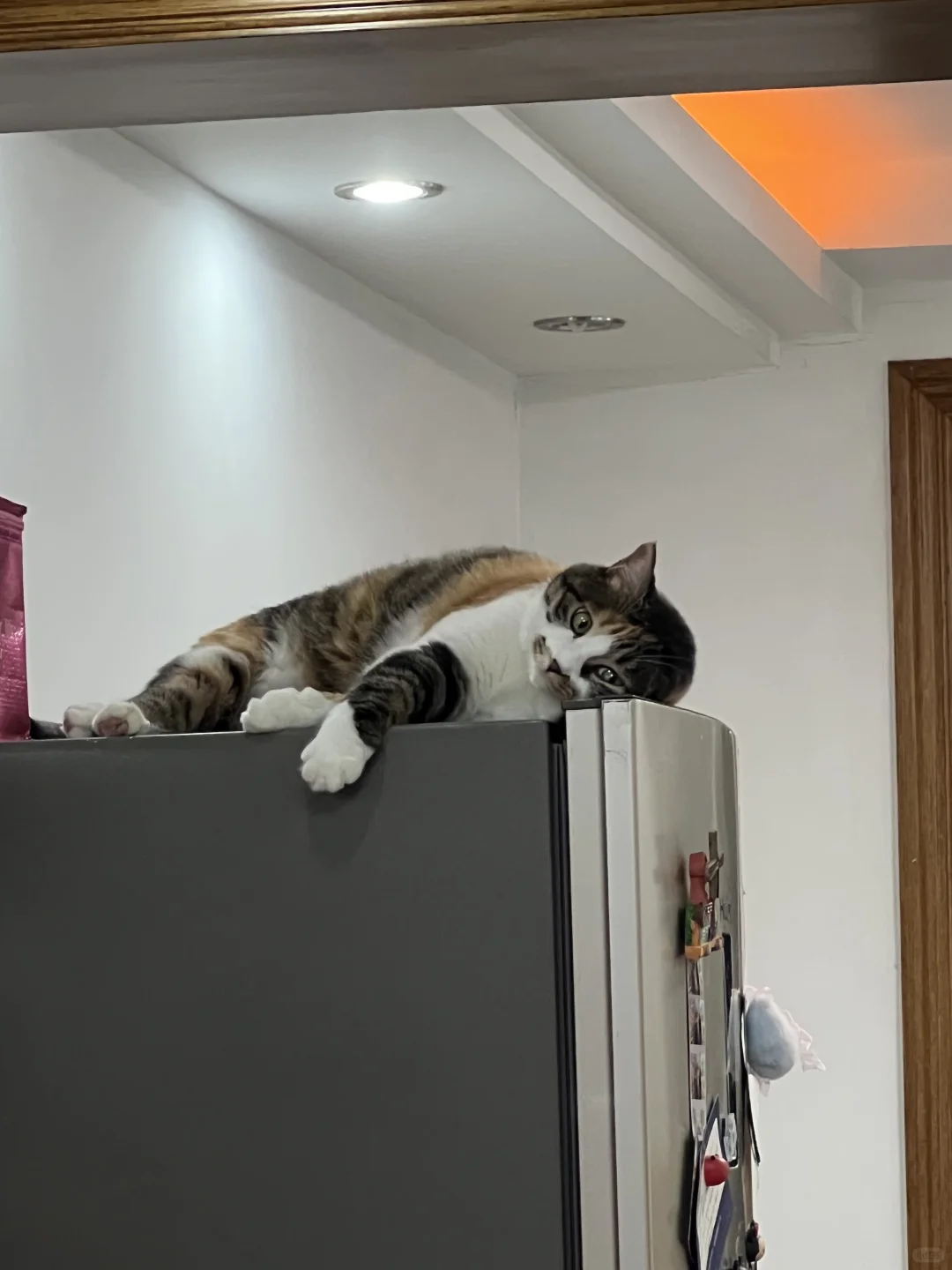 一只耳