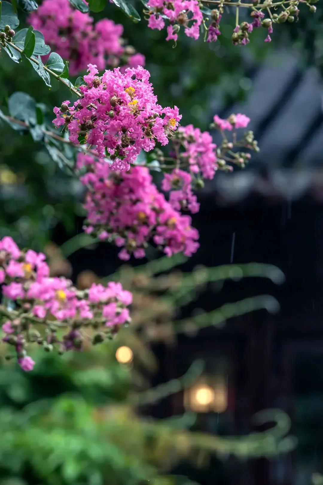 紫薇花
文/袁森林

嫣然娇丽紫薇花，绚烂多姿映晚霞。
摇蕊飘红飞锦绣，增辉吐艳