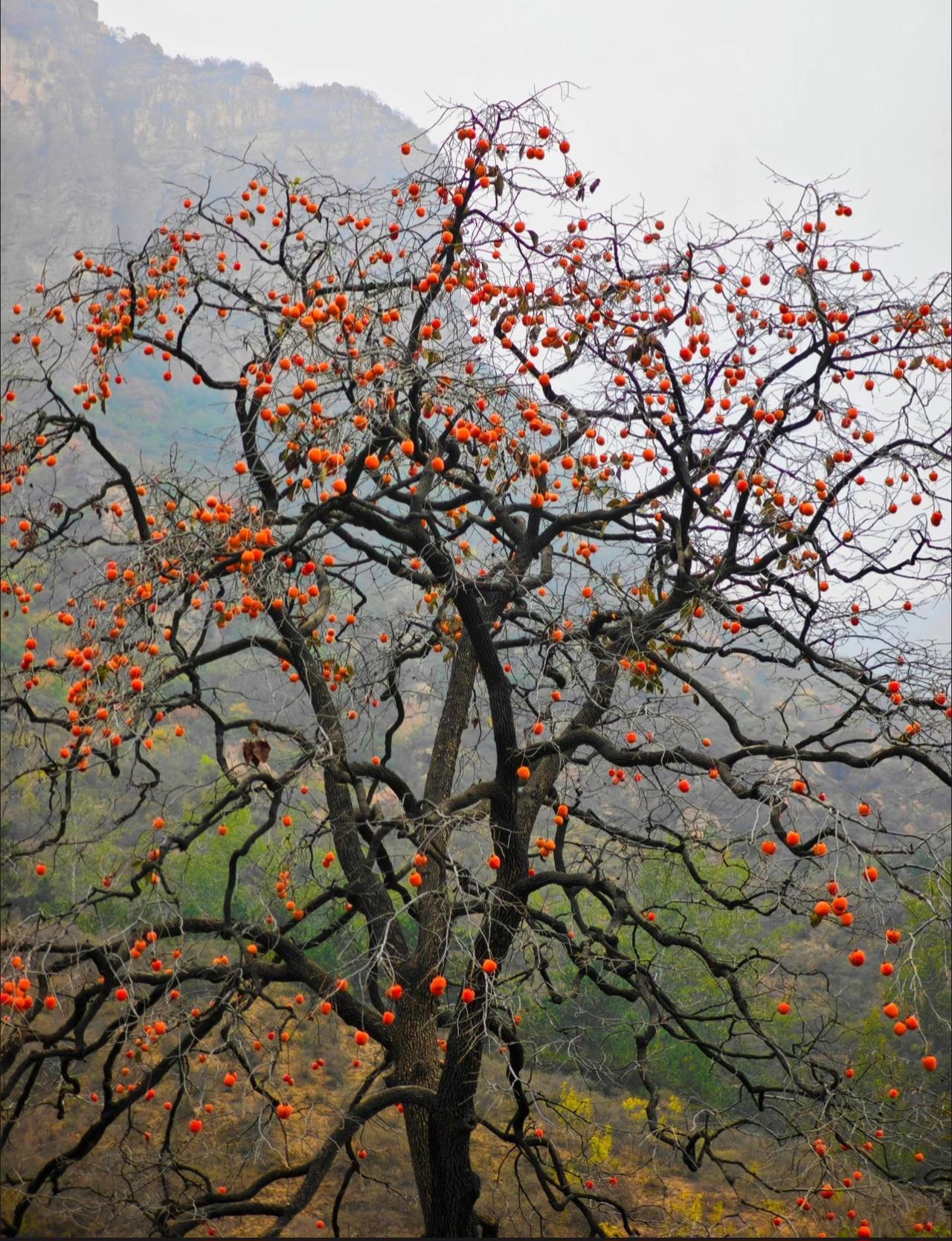 冬天是吃柿子的季节
尤其是树上自然成熟的
吃到嘴巴里
就跟吃蜜一样
而且挂满了果