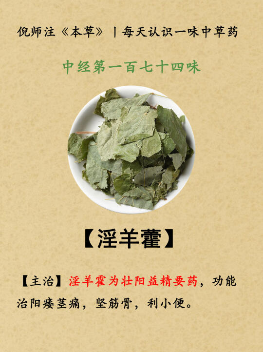 Z阳益精丨中经第174-淫羊藿