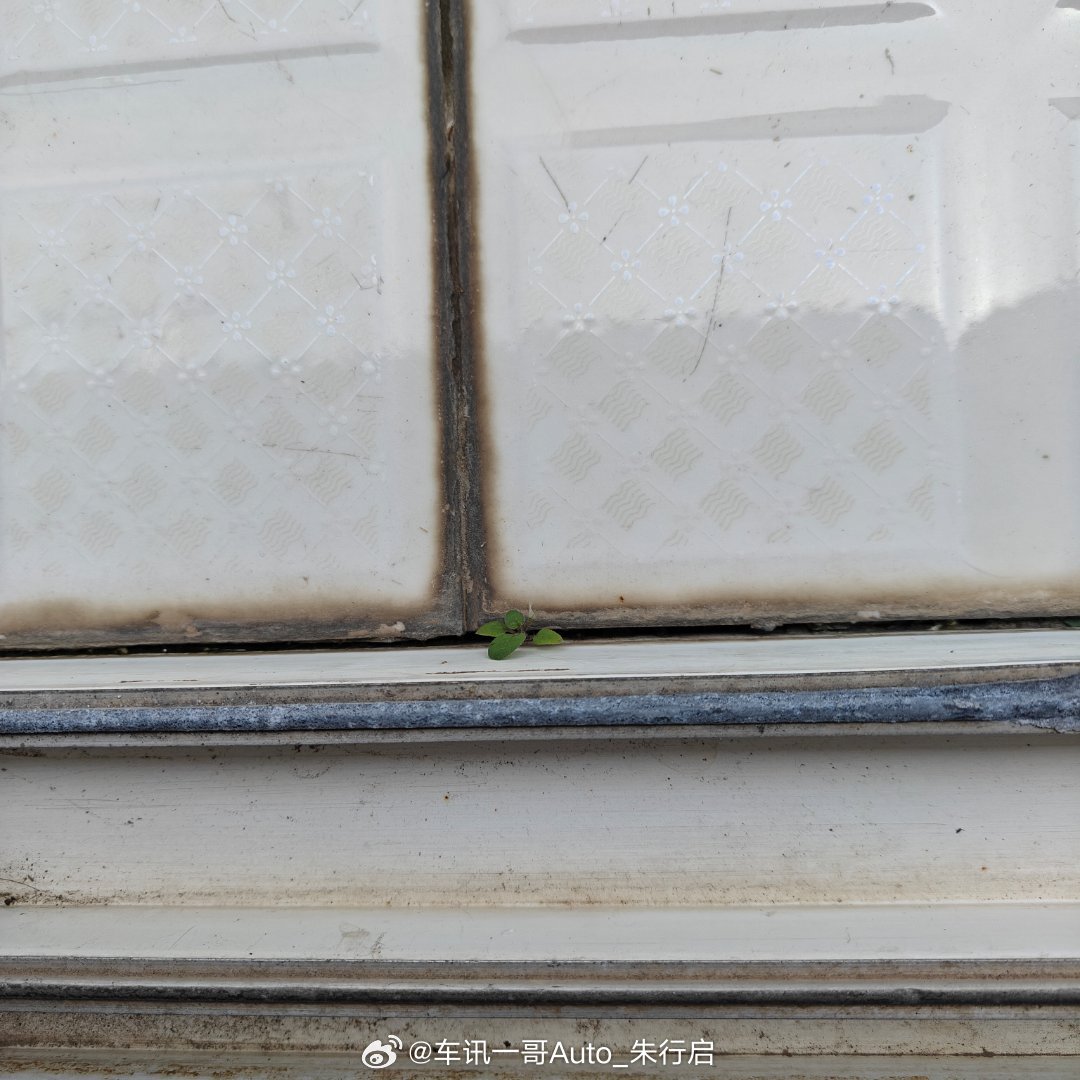 春天确实是到了刚晒衣服的时候发现外面的瓷砖缝隙里居然都有植物长出来了