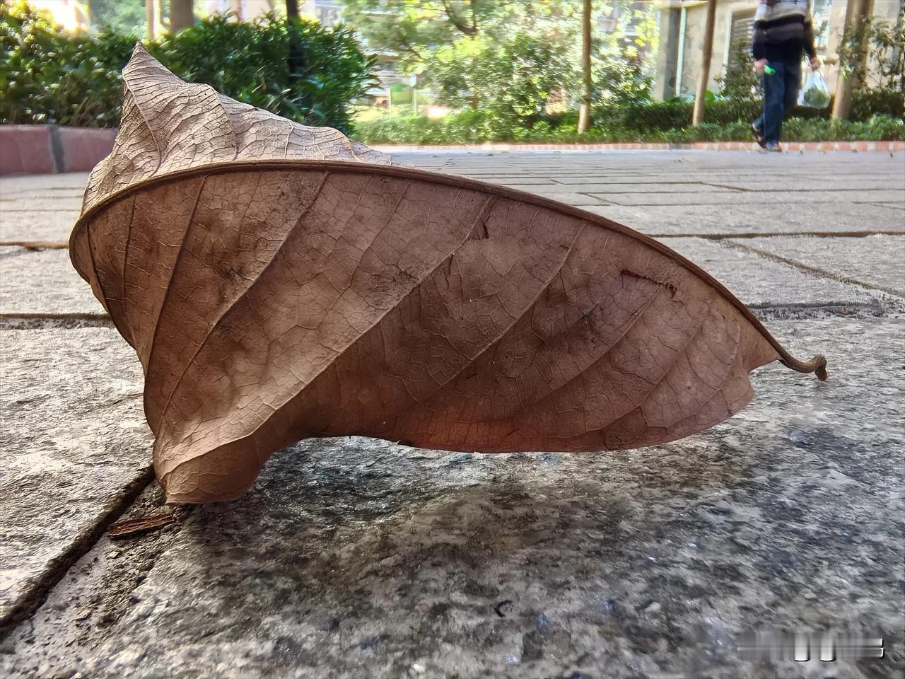 随手拍摄叶的美枯叶也有它别样的美，有些细节和视角也许是我们平时并不注意的地方。