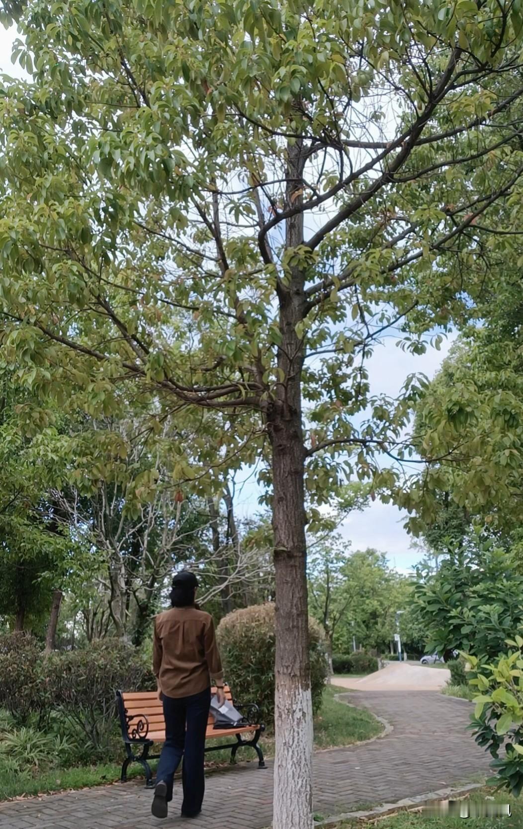 小时候与外婆生活过一段时间，外婆的家在自然保护区边上，因而在我幼年时期就与舅舅们