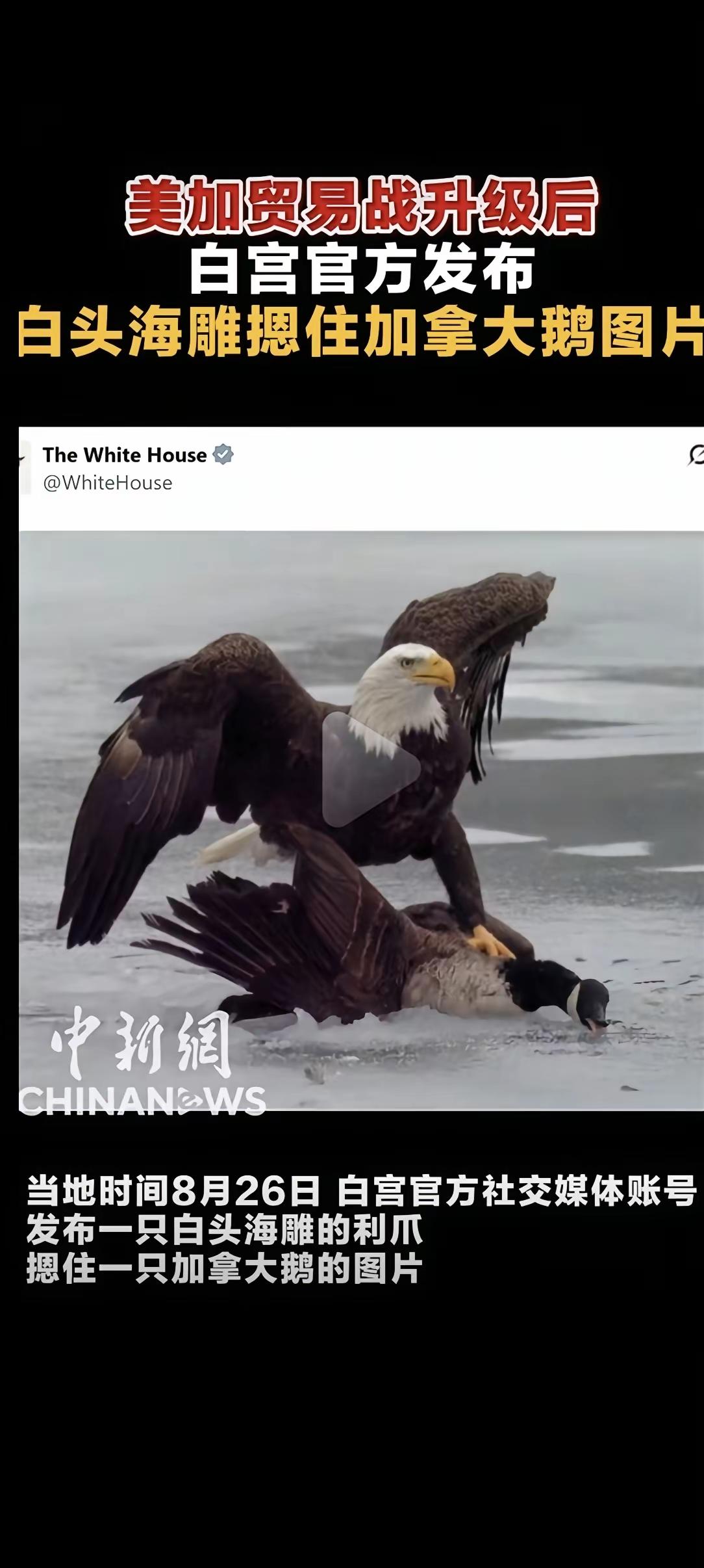 美加贸易战升级，白宫直接下场搞心理战了。

8月26日，白宫官方社交媒体账号发了