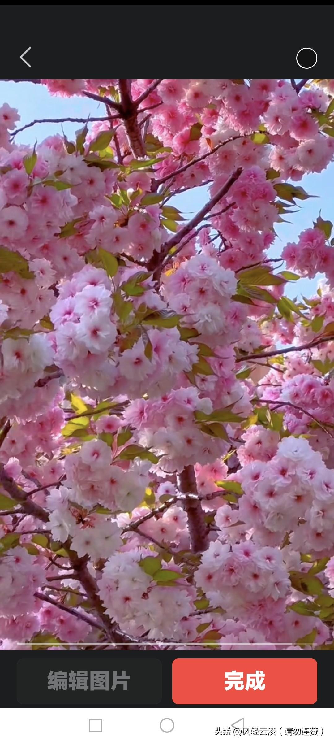 最近朋友们都在聊趁春暖花开去哪耍好，我的观点是：赏花就得趁现在，花开正好；想看山
