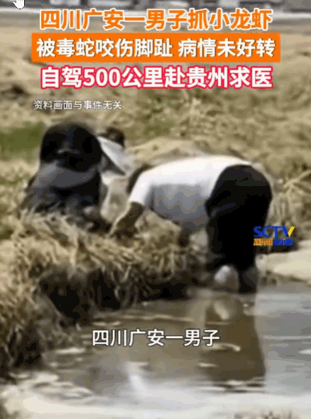防不胜防！四川广安，一男子在野外抓小龙虾时，不幸被隐藏在暗处的毒蛇狠狠咬伤了脚趾