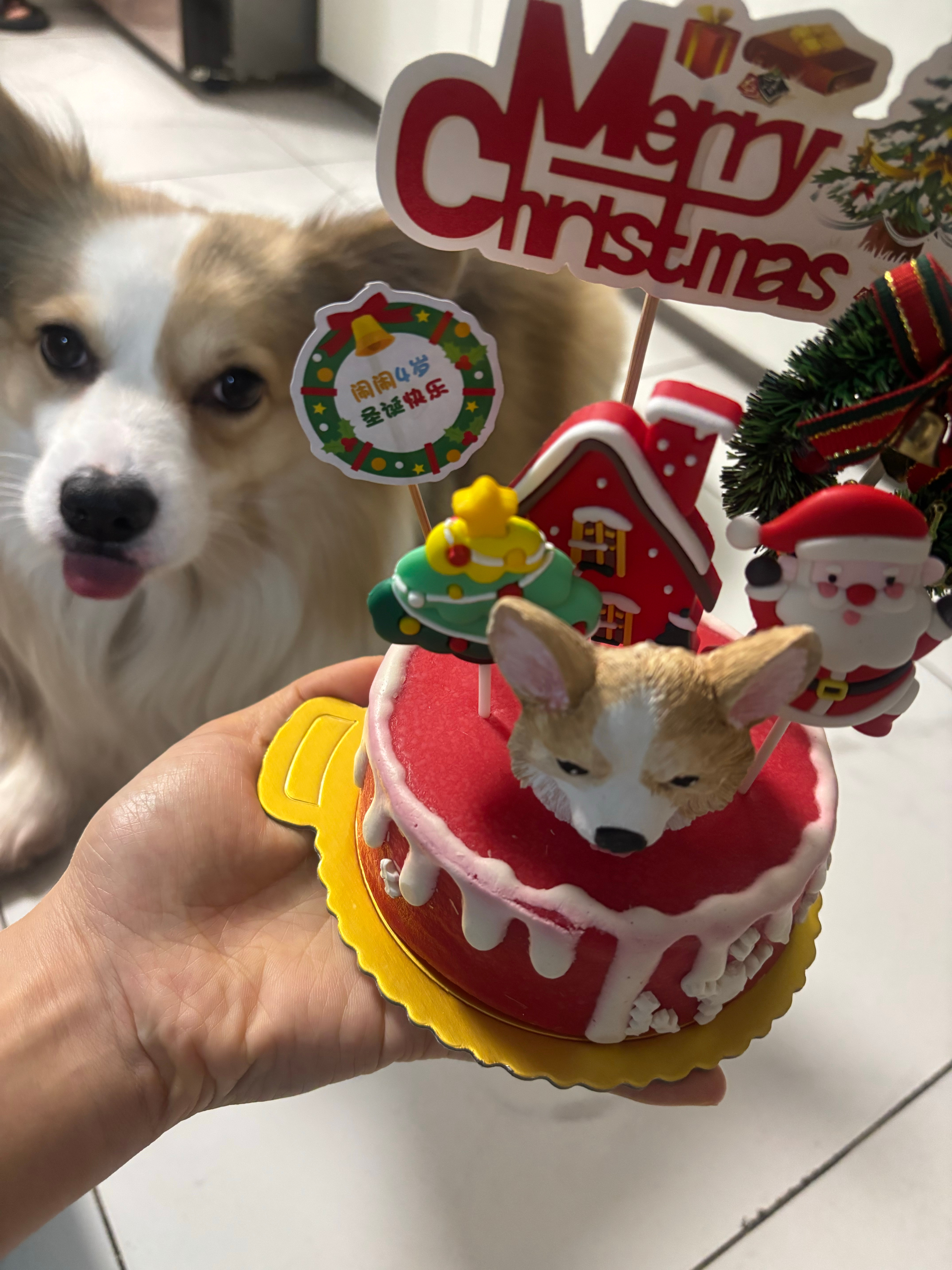 🎄 • ᴥ.-🎄2025 