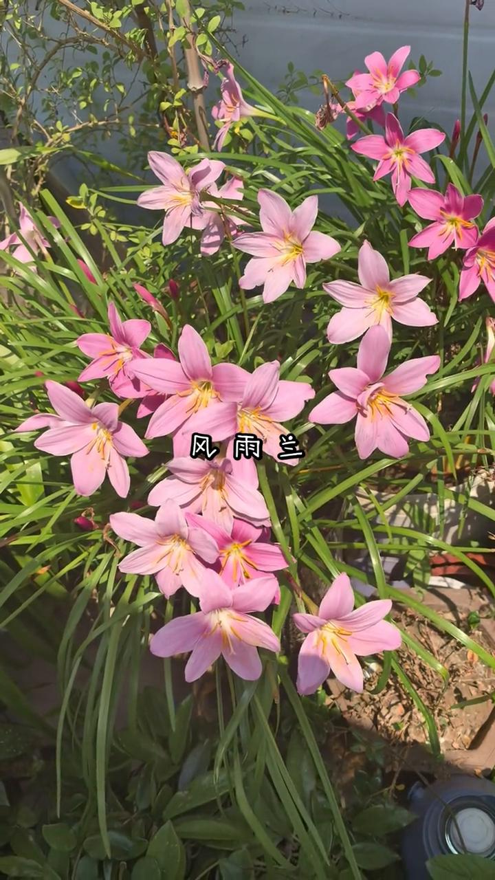 风雨兰。